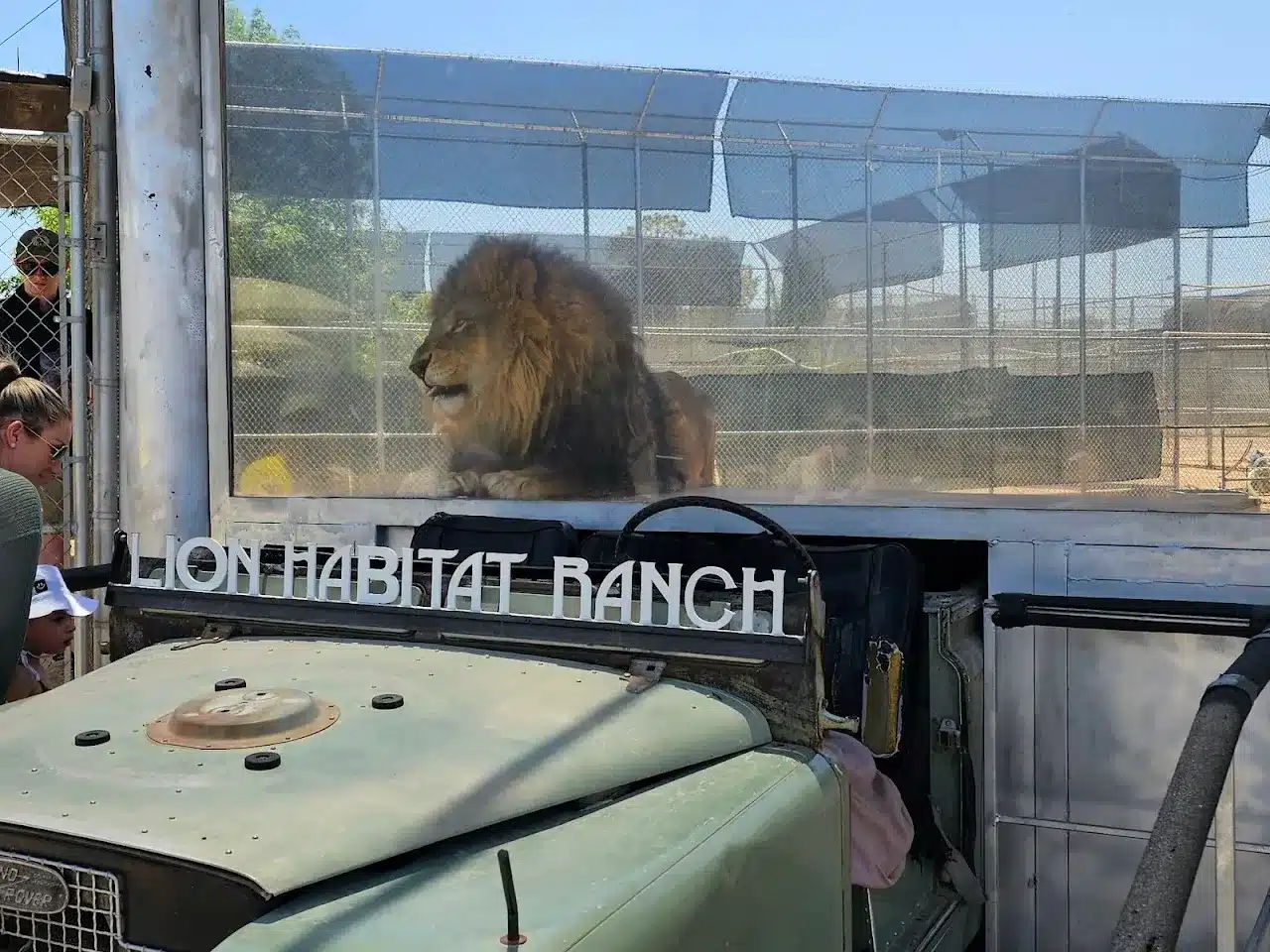 Lion Habitat Ranch
