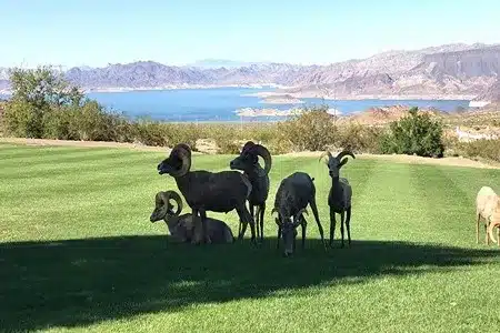 A small herd of desert bighorn sheep graze and rest on a bright green grassy field, with a scenic view of a blue lake and distant mountains in the background under a clear sky.