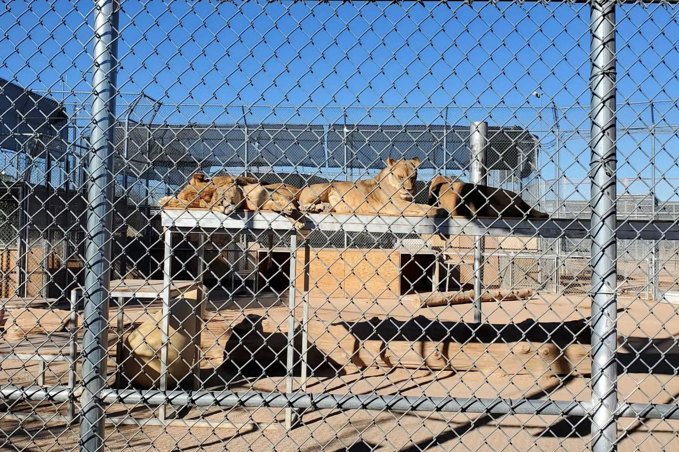 Lion Habitat Ranch Lion Habitat Ranch